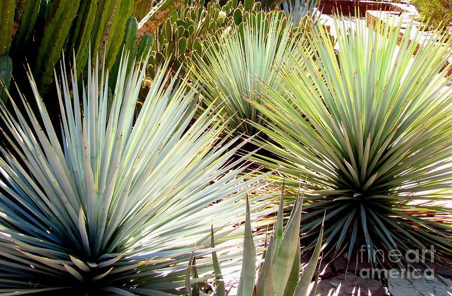 Yucca Explosion Photograph by Marilyn Smith