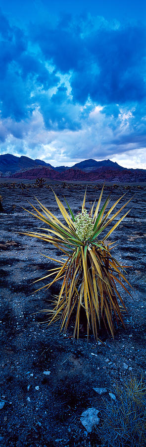 Las Vegas Photograph - Yucca Flower In Red Rock Canyon by Panoramic Images