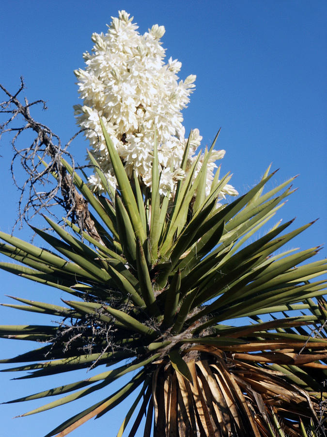 Yucca Flower Photograph by Laurie Poetschke - Pixels