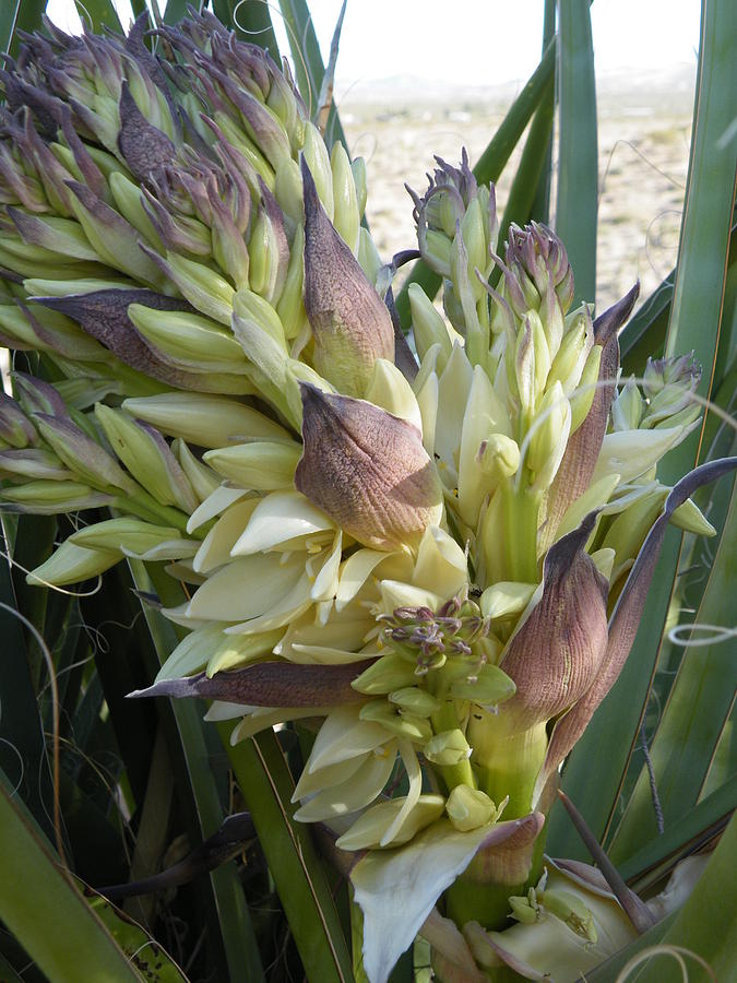 Yucca Flowers II Photograph by Claire Plowman