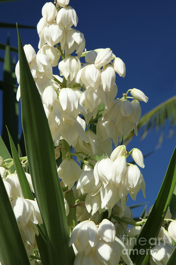 Flower Photograph - Yucca Flowers by Michelle Constantine