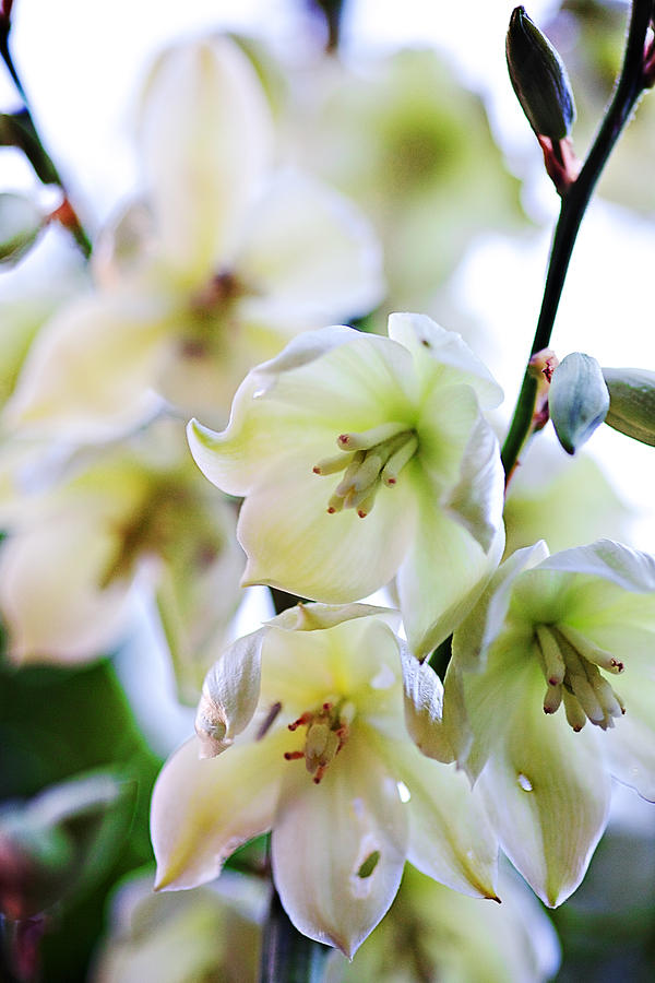 Yucca Flowers Photograph by Sennie Pierson