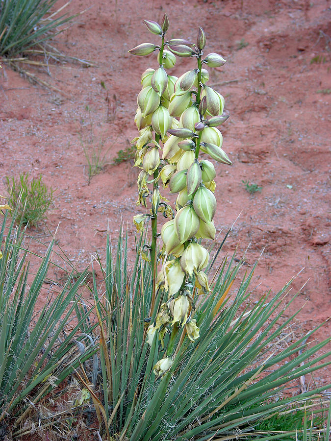 Yucca Flowers (yucca Sp.) Photograph by Tony Craddock/science Photo Library