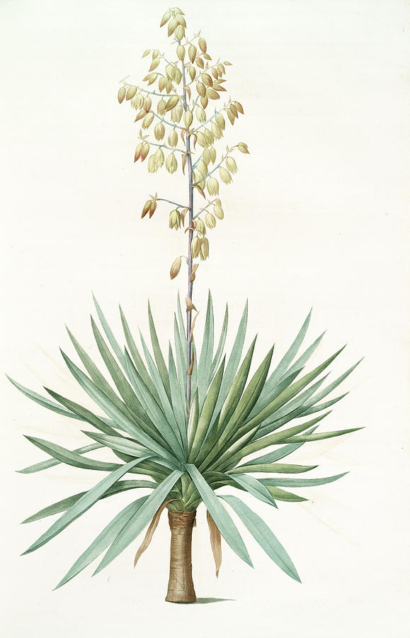 Yucca Gloriosa, Yucca A Feuilles Entieres Palm Lily Or Drawing by
