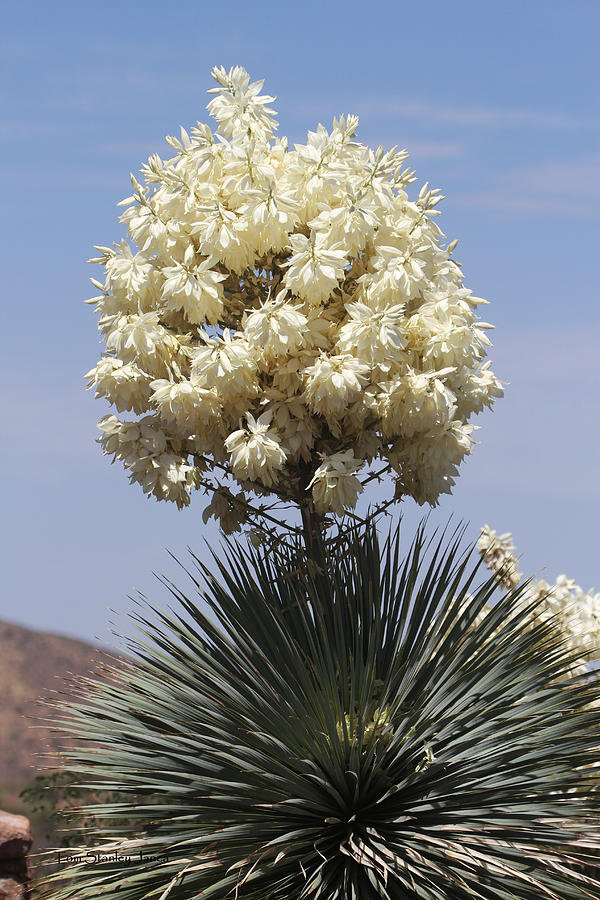 Yucca In Bloom At The Boyce Thompson Arboretum Photograph by Tom Janca