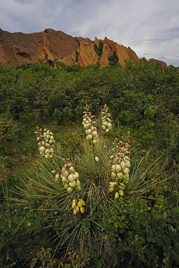 Yucca in Spring Photograph by Morris McClung