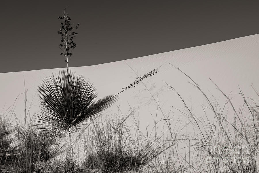Yucca in the Sand I Photograph by Sherry Davis