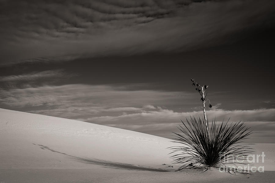Yucca in the Sands III Photograph by Sherry Davis