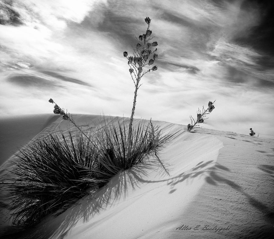 Yucca In White Sand Photograph By Allen Biedrzycki 