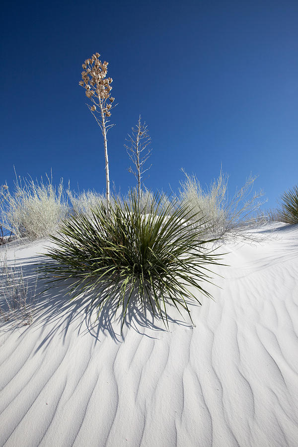 Yucca in White Sand Photograph by Susan Degginger - Fine Art America