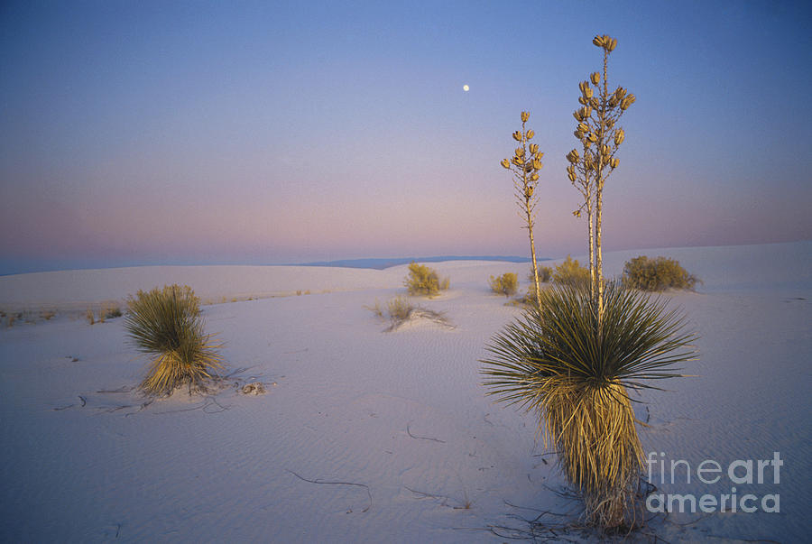 White Sands National Monument Photograph - Yucca In White Sands by Mark Newman