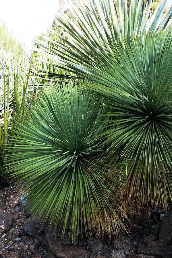 Yucca Linearifolia Photograph by Brian Gadsby/science Photo Library ...