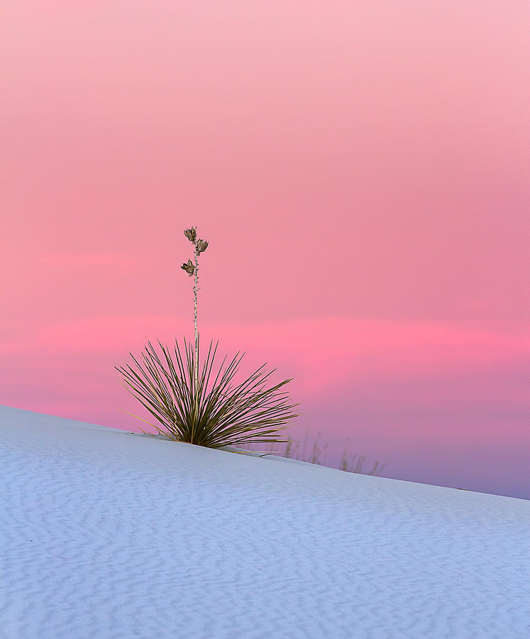 Yucca on Pink and White Photograph by Kristal Kraft