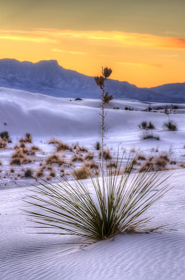Yucca on White Sand Photograph by Kristal Kraft