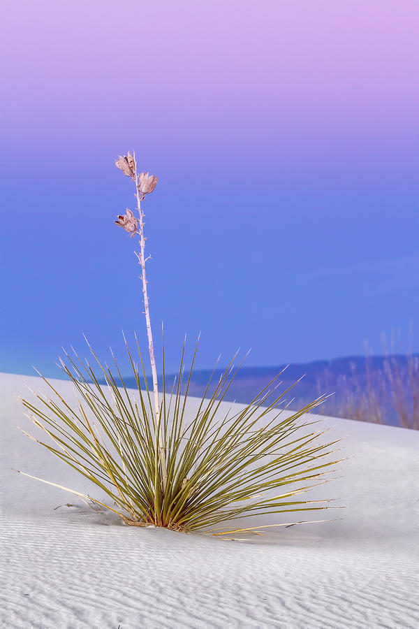 Yucca Pink and Blue Photograph by Kristal Kraft