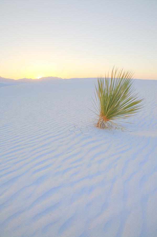 Yucca Plant at White Sands Photograph by Alan Vance Ley