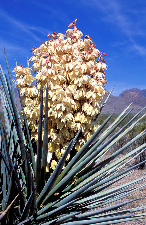 Yucca Plant in Bloom Photograph by Anonymous - Fine Art America