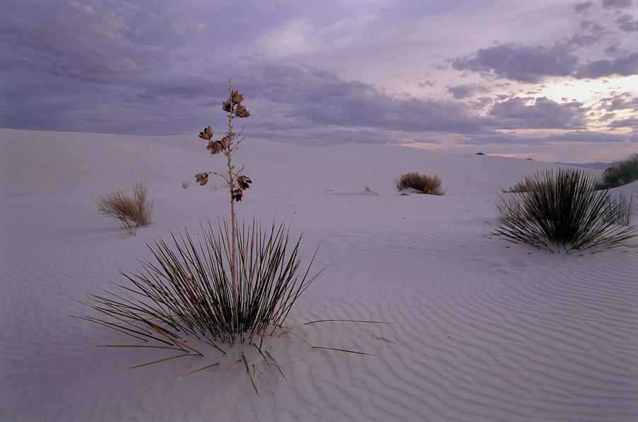 Yucca Plants Growing In The Desert Sand Photograph By Tony Craddock 