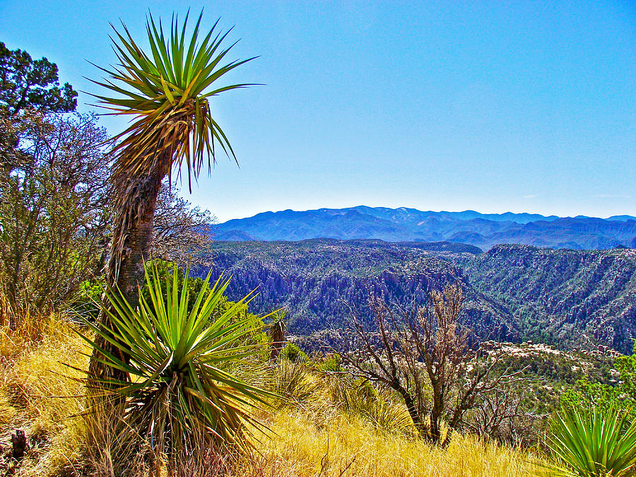 Yucca Plants on Sugarloaf Mountain Trailin Chiricahua National Monument ...