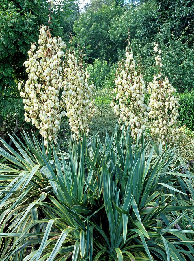 Yucca Recurvifolia 'marginata' Photograph by Geoff Kidd/science Photo ...