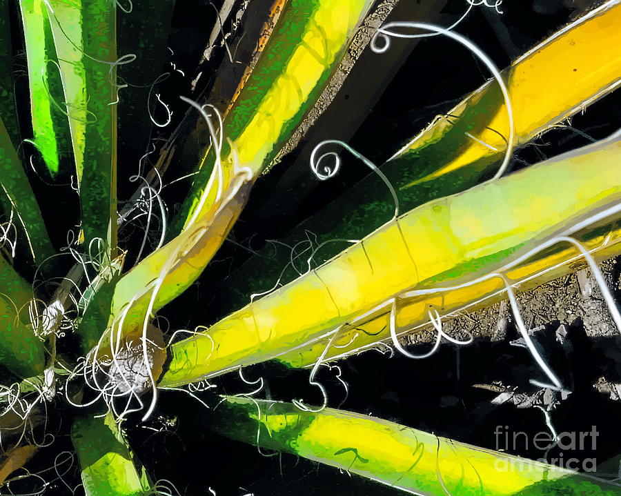 Yucca Spirals Digital Art by Tim Richards
