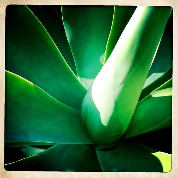 Yucca Study 2 Photograph By Andre Bormanis - Fine Art America