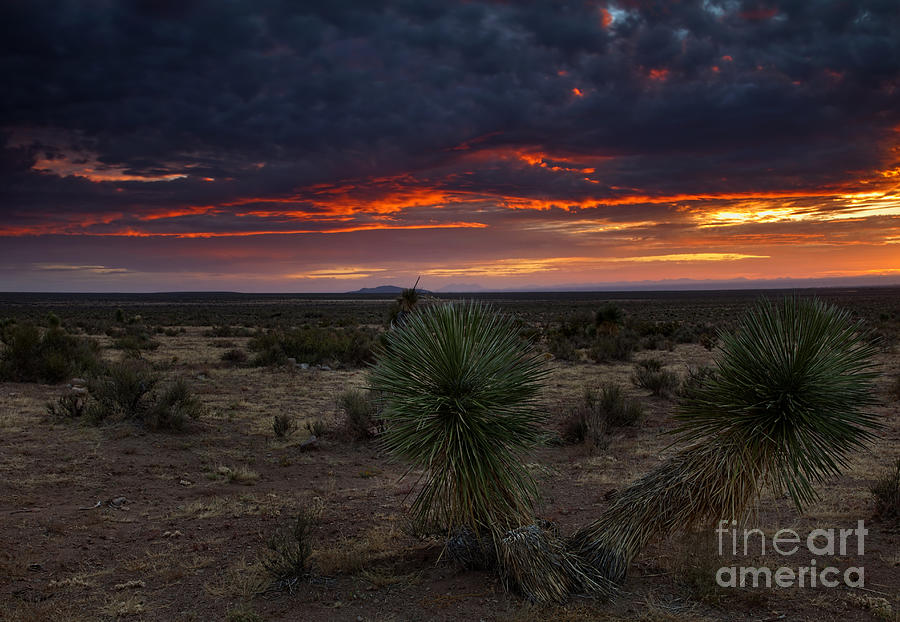Sunset Photograph - Yucca Sunset by Michael Dawson