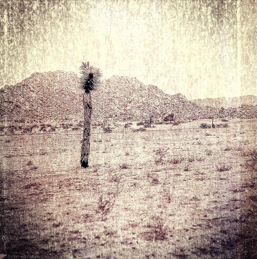 Yucca Tree in Desert Photograph by Yo Pedro