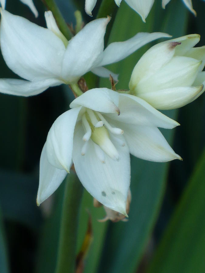 Yucca White Blooms Photograph by Nicki Bennett - Fine Art America