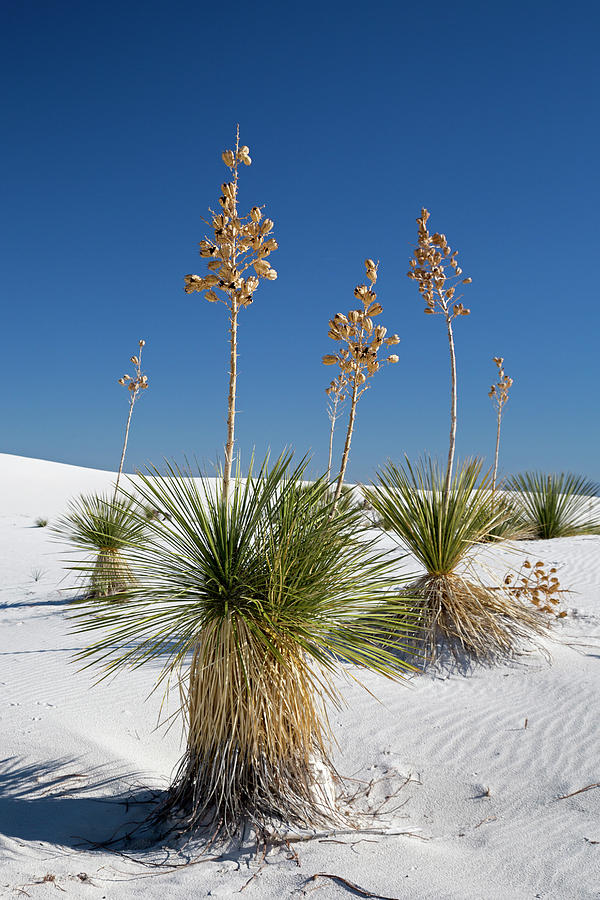 Yucca (yucca Elata) Plants by Jim West