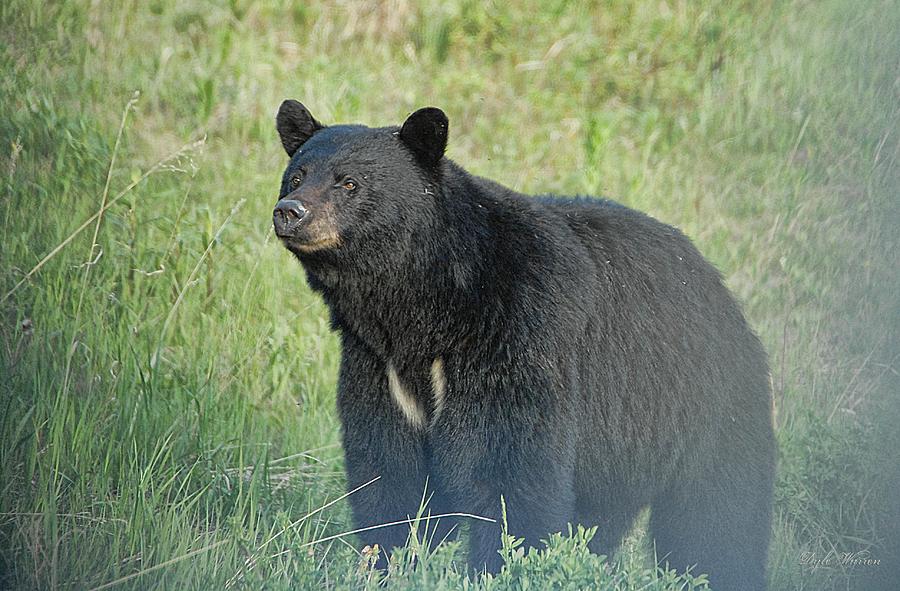 Yukon Black Bear Photograph by Dyle   Warren