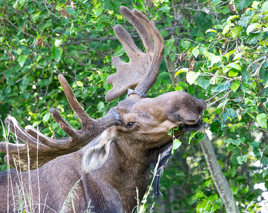 Yukon Bull Moose Eating Photograph by Sam Amato
