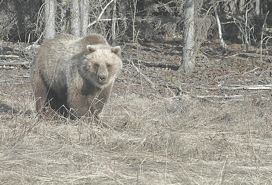 Yukon Grizzly Photograph by Dyle   Warren