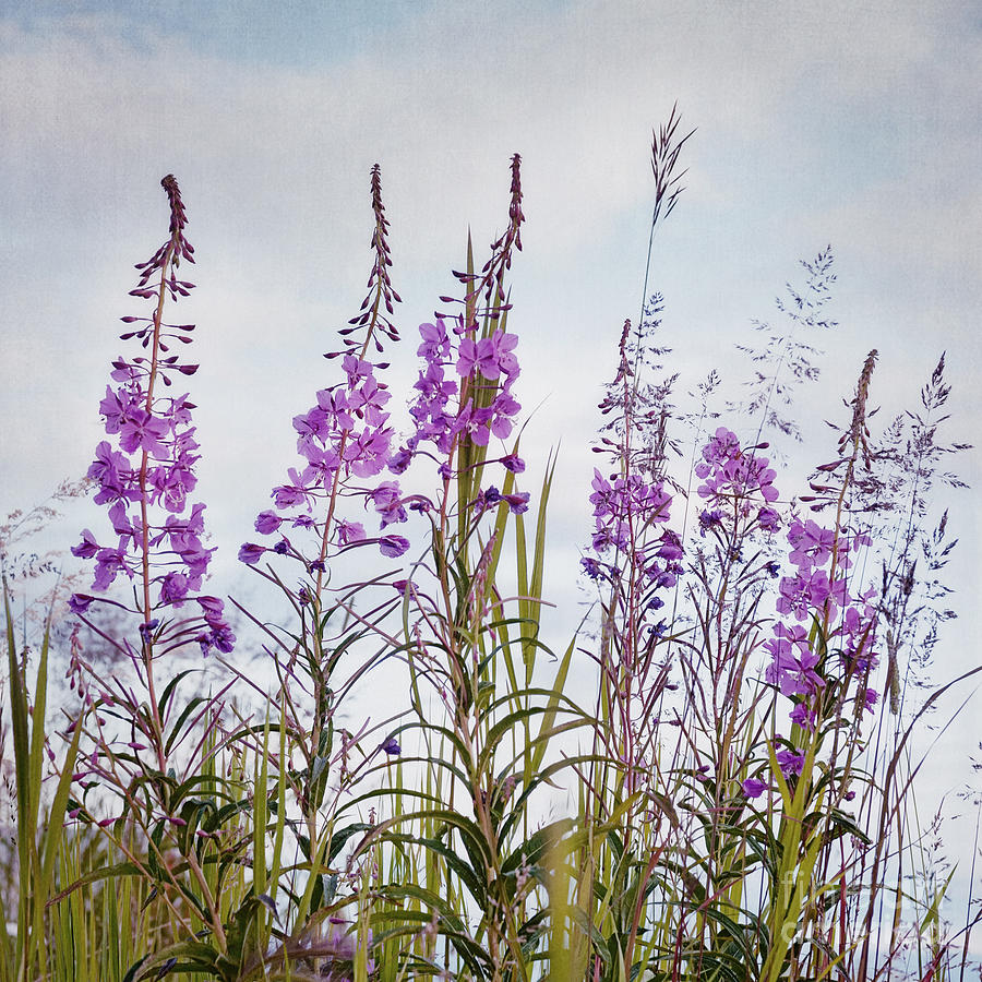 Nature Photograph - Yukon State Flower by Priska Wettstein