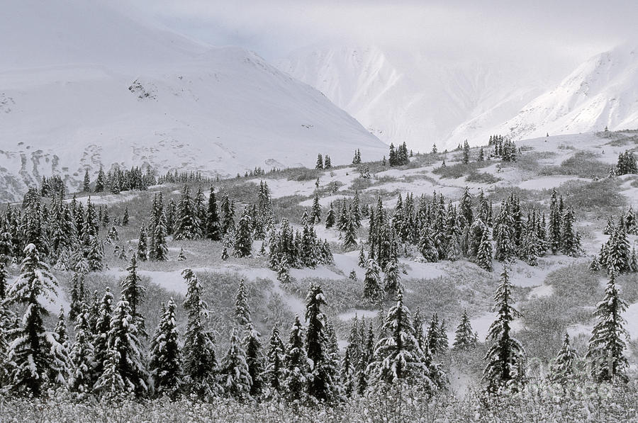 Yukon Territory Photograph by Ron Sanford