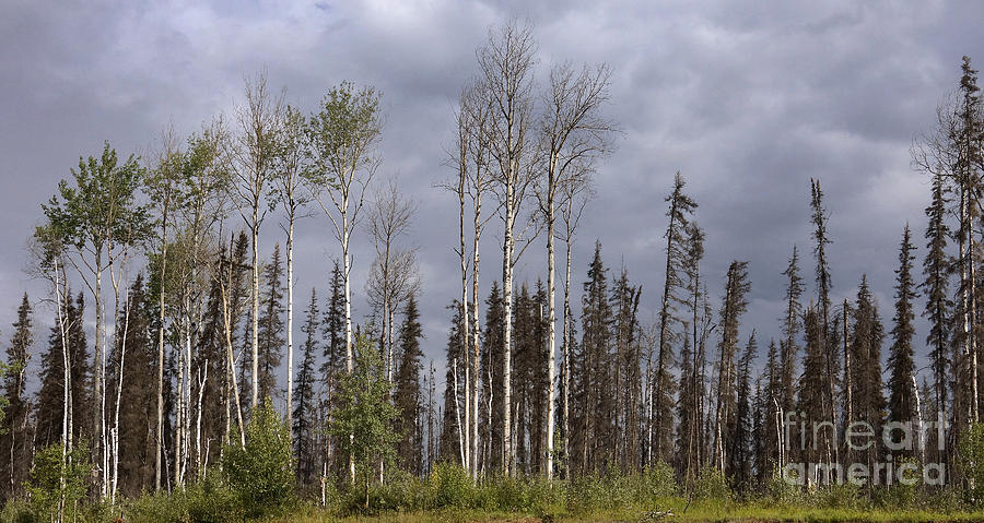 Tree Photograph - Yukon Trees by Inge Riis McDonald