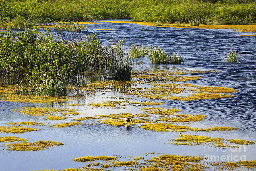Yukon Wetland Photograph by Charline Xia