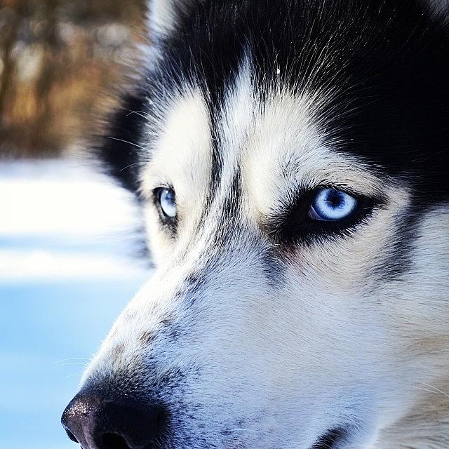 Animal Photograph - #yukon #winter #animals #pets #dogs by Steve Anastasia