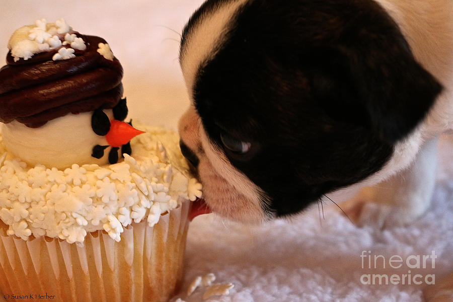 Yum At First Kiss Photograph by Susan Herber