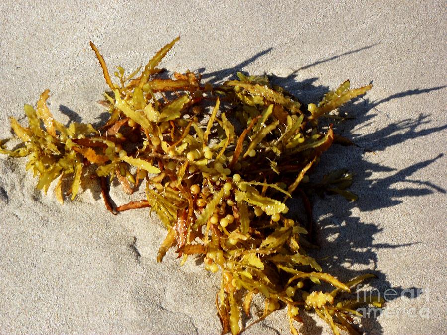 Yum Seaweed Photograph by Jayne Kerr 