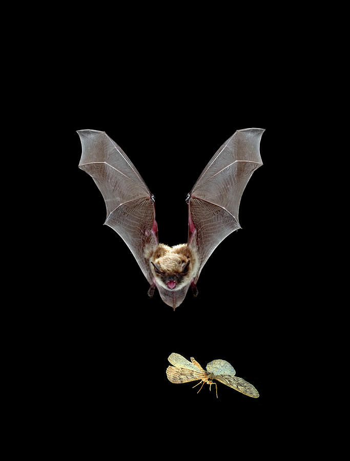Yuma Myotis Bat Pursuing Moth Photograph by Michael Durham