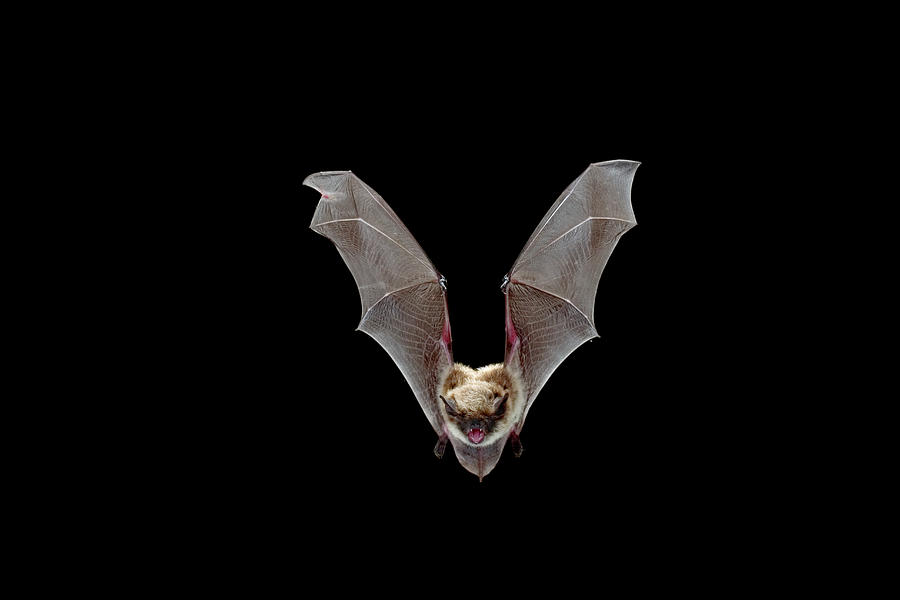 Yuma Myotis Myotis Yumanensis Bat Photograph by Michael Durham