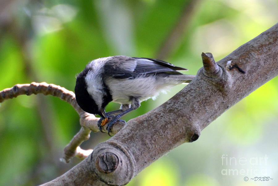 YumYum by Dorrene BrownButterfield YumYum by Dorrene BrownButterfield