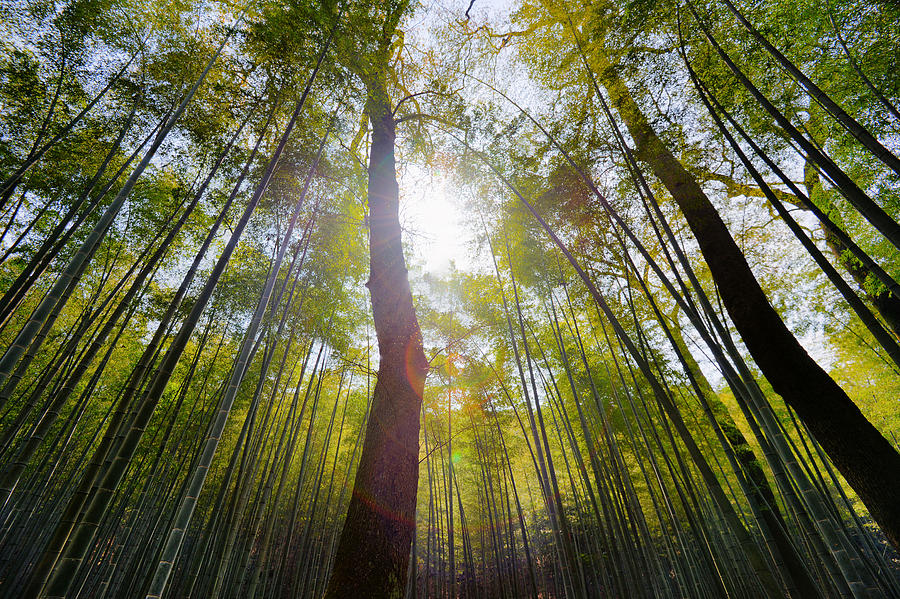 Yunqi Bamboo Forest Photograph by Andy Brandl