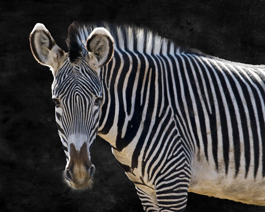 Wildlife Photograph - Z is for Zebra by Juli Scalzi