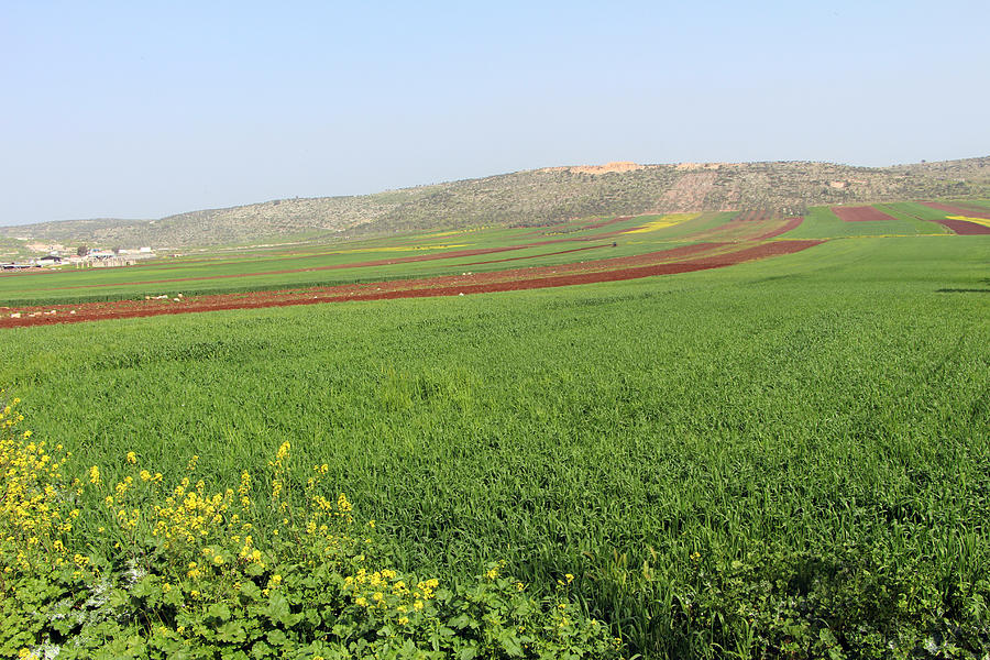 Zababdeh Field Photograph by Munir Alawi