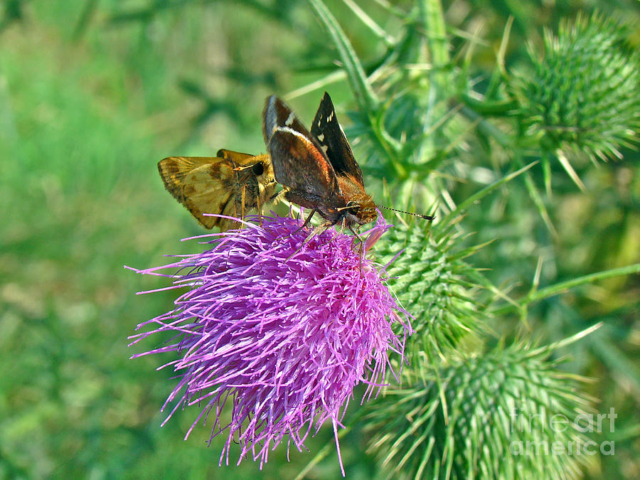 Zabulon Skipper Butterfly - Courting Pair - Poanes zabulon Photograph by Carol Senske