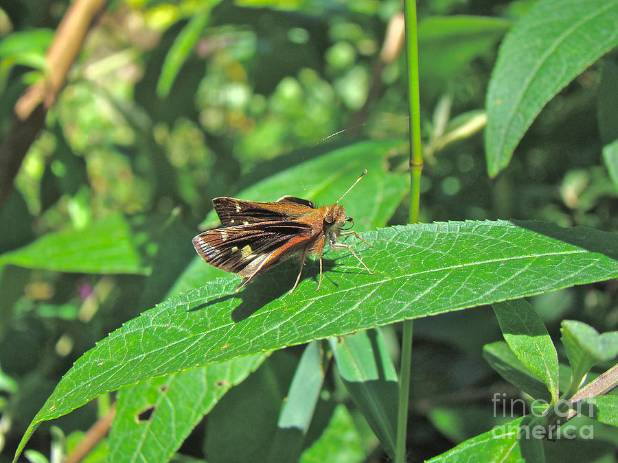 Zabulon Skipper Butterfly - Poanes zabulon - Female Photograph by Carol Senske
