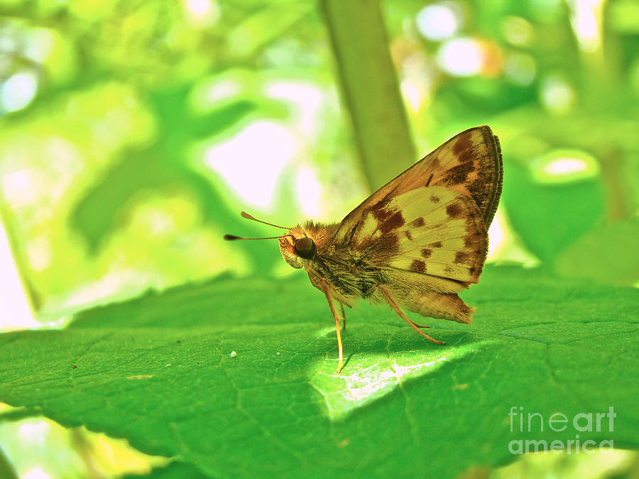 Zabulon Skipper Butterfly - Poanes zabulon - Male Photograph by Carol Senske