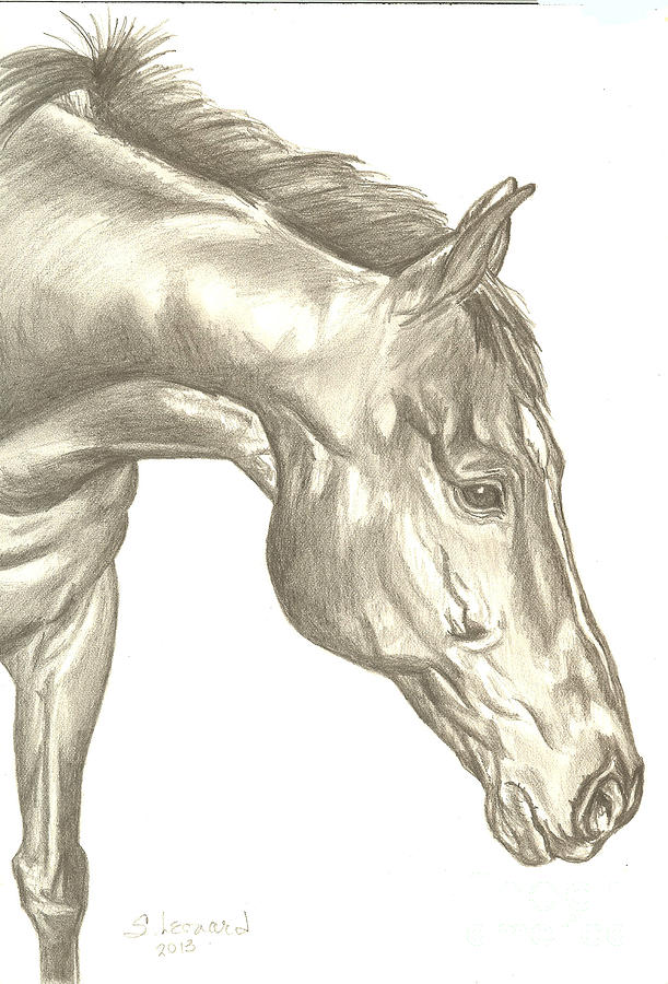 Horse Drawing - Zach by Suzanne Leonard